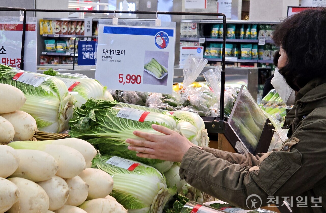 [천지일보=정다준 기자] 14일 서울의 한 대형마트에서 시민이 배추를 고르고 있다. ⓒ천지일보 2025.01.14.