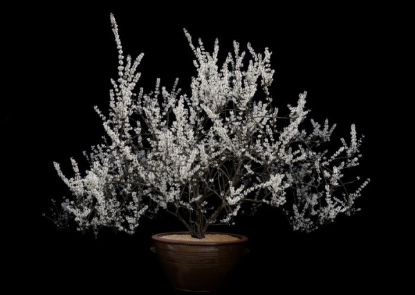 충북 미동산수목원(수목원)이 산림과학박물관에서 오는 3월 21일부터 4월 20일까지 특별기획전 ‘미선(尾扇)’을 연다고 밝혔다. 사진은 윤영식 작가의 ‘미선나무’를 소재로 한 작품. (제공: 충북도청)