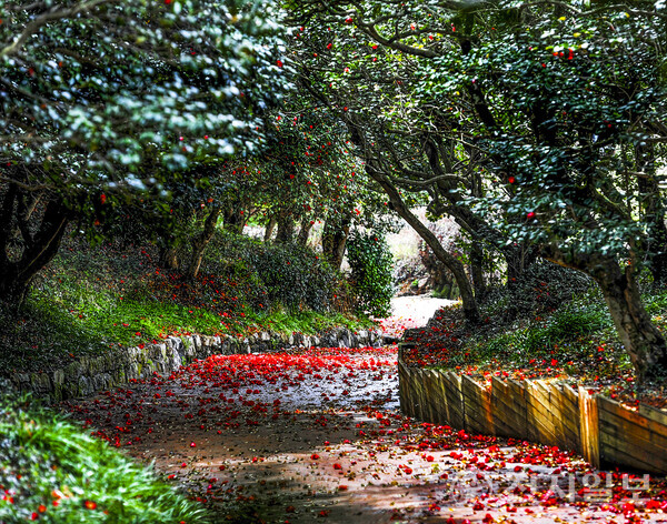 Gwangyang City will hold the 8th Gwangyang Millennium Camellia Festival under the slogan ‘A Thousand-Year Forest, Camellia Blooms’ on April 5-6 at the Okryongsaji Camellia Forest Area to inherit the history and culture of Okryongsa and convey the nature of the camellia forest. The photo shows the camellia forest. (Provided by Gwangyang City Hall) © Cheonji Ilbo 2025.03.25.