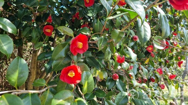 Gwangyang City will hold the 8th Gwangyang Millennium Camellia Festival under the slogan ‘A Thousand-Year Forest, Camellia Blooms’ on April 5-6 at the Okryongsaji Camellia Forest Area to inherit the history and culture of Okryongsa and convey the nature of the camellia forest. The photo shows camellia flowers. (Provided by Gwangyang City Hall) © Cheonji Ilbo 2025.03.25.