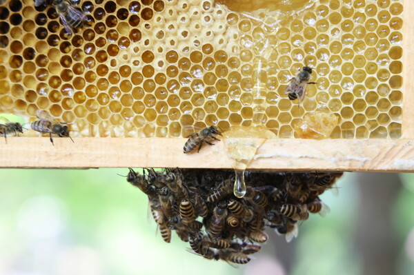 LG가 최근 경기도 광주시 곤지암의 생태수목원인 화담숲 인근 정광산에 토종 꿀벌 서식지를 조성했다. (제공: LG) ⓒ천지일보 2025.05.19.