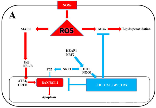 (A) 글루타메이트에 의해 유도되는 신경 흥분독성 및 염증 반응의 경로와 이에 대한 GMK의 억제 메커니즘. (제공: ㈜기운찬) ⓒ천지일보 2025.06.27.