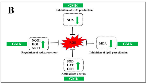 (B) 산화–환원 반응을 중심으로 한 세포 내 방어체계와 GMK의 항산화 경로. (제공: ㈜기운찬) ⓒ천지일보 2025.06.27.