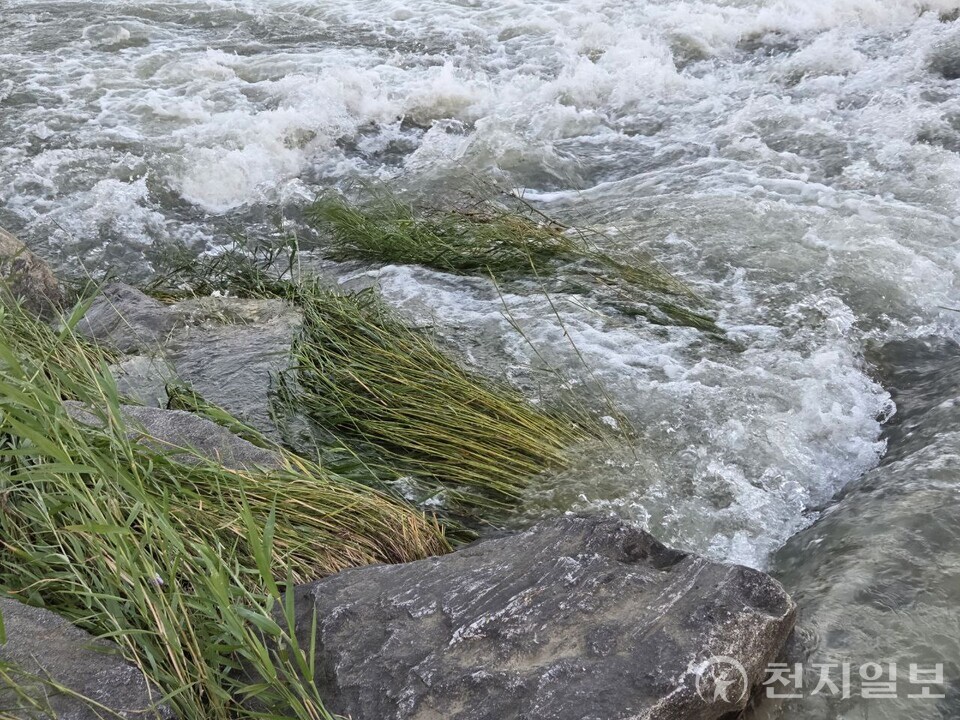[천지일보 대전=김지현 기자] 대전·세종·충남지역에 18일 오전 5시 현재 호우주의보가 발효된 가운데 대전 유등천에 물이 범람한 모습. ⓒ천지일보 2025.07.18.