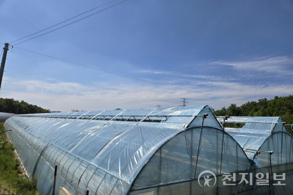 충북 영동군이 최근 지속되는 폭염에 대응해 포도 재배 농가의 고온피해를 최소화하기 위한 환경 개선 시범사업에 팔을 걷어붙였다. 사진은 천장형 환기장치 모습. (제공: 영동군청) ⓒ천지일보 2025.07.21.