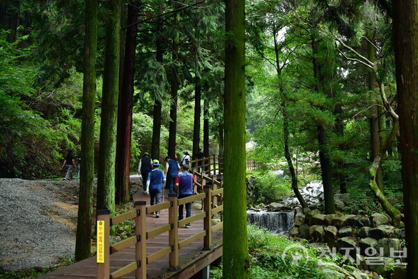전남 장성군이 오는 8월 2~3일 축령산 편백숲에서 ‘산소축제’를 연다. 황폐했던 산을 숲으로 바꾼 역사와 자연이 주는 치유를 테마로 한 참여형 웰니스 축제로 ‘2025 장성방문의 해’를 대표하는 행사로 자리매김하고 있다. 사진은 편백나무 숲길 걷는 탐방객들. (제공: 장성군청) ⓒ천지일보 2025.07.24.