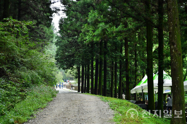 전남 장성군이 오는 8월 2~3일 축령산 편백숲에서 ‘산소축제’를 연다. 황폐했던 산을 숲으로 바꾼 역사와 자연이 주는 치유를 테마로 한 참여형 웰니스 축제로 ‘2025 장성방문의 해’를 대표하는 행사로 자리매김하고 있다. 사진은 편백나무가 울창한 축령산 산책길. (제공: 장성군청) ⓒ천지일보 2025.07.24.
