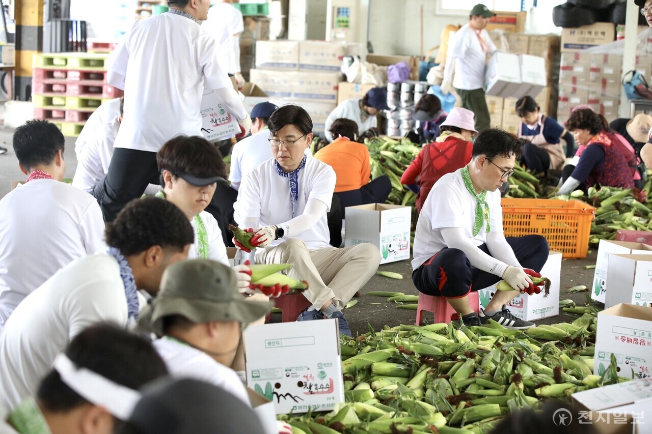 현대글로비스 임직원들이 24일 홍천군 자은2리에서 수확한 옥수수를 손질·포장하고 있는 모습. (제공: 현대글로비스) ⓒ천지일보 2025.07.29.