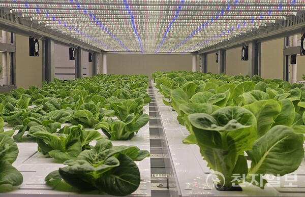 Jeonbuk Province is taking the lead in establishing a structural transformation in smart agriculture by building the nation’s first step-by-step support system and demonstration model—laying a solid foundation for young farmers to settle. The photo shows Crops growing inside the vertical farm. (Provided by Jeonbuk Provincial Government) ⓒCheonji Ilbo 2025.08.08.