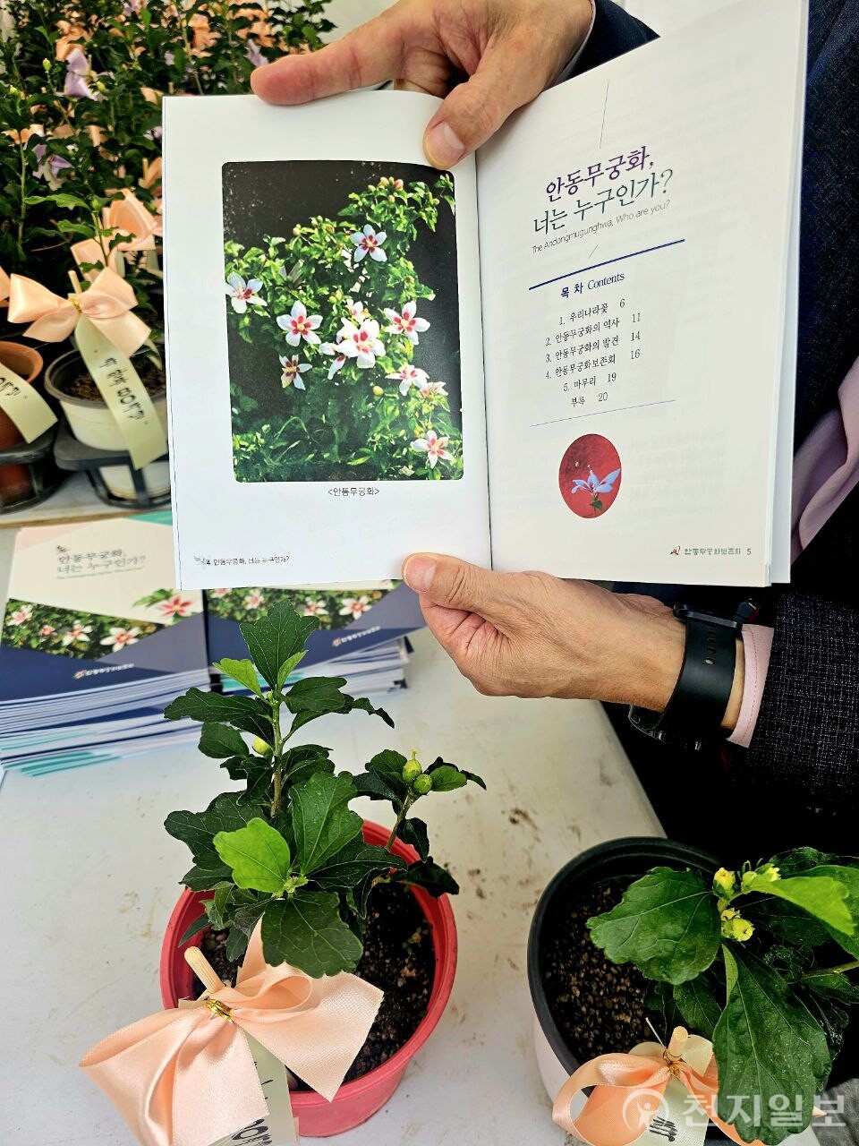 [천지일보=양효선 기자] “안동무궁화, 너는 누구인가?” 홍보 부스에서 소개된 무궁화 자료집과 실물 화분. ‘안동무궁화’는 키가 작고 실내용 재배에 적합해 시민들에게 직접 전달하기 위한 화분으로 제작됐다. ⓒ천지일보 2025.08.17.
