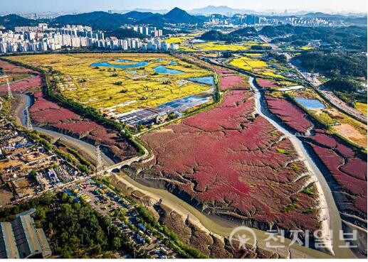 “구불구불한 갯골을 따라 붉게 물든 칠면초 군락이 펼쳐진 소래습지는 수도권에서 마지막으로 남은 대규모 갯벌이다. 8천년 세월이 빚어낸 독특한 지형과 염생식물의 경관은 그 자체로 천연기념물급 가치를 지니며, 국가 차원의 보호가 절실하다.”소래습지 생태공원 염전 전경.(제공: 인천시청) ⓒ천지일보 2025.08.18.