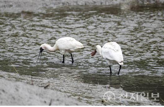 멸종위기종 저어새가 소래습지의 갯벌에서 먹이 활동을 하고 있는 모습. 300여 종의 생물 서식처인 소래습지는 국제적으로도 주목받는 생태 보고로 국가도시공원 지정의 필요성을 대변한다.(제공: 인천시청) ⓒ천지일보 2025.08.18.