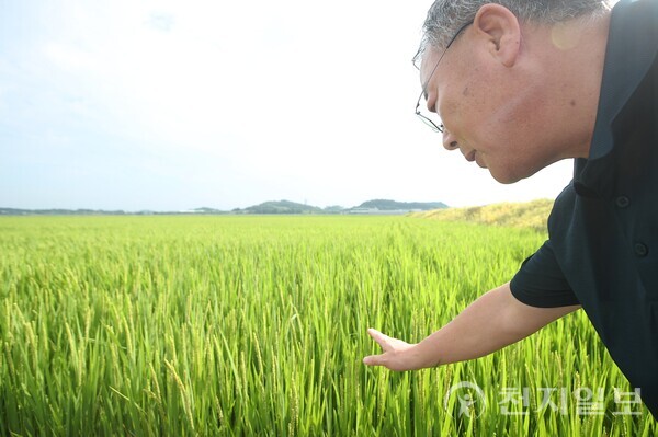 [천지일보=이시문 기자] 35년째 벼농사를 짓는 황성열(63)씨가 논에서 극한기후로 인한 농작물 피해를 설명하고 있다. ⓒ천지일보 2025.09.01.