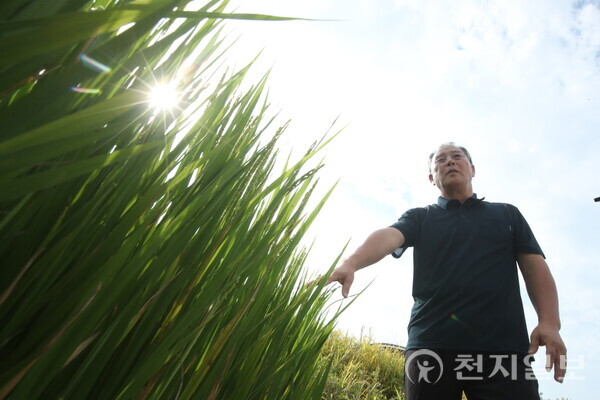 [천지일보=이시문 기자] 황성열(63)씨가 논에서 극한기후로 인한 농작물 피해를 설명하고 있다. ⓒ천지일보 2025.09.01.