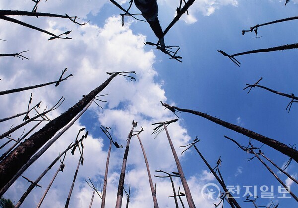 솟대 위에 놓인 새는 지역과 제작자에 따라 다양한 형태를 띠는데 Y자형 나뭇가지나 기역(ㄱ)자형 가지를 이용해 상징적으로 표현하거나, 때로는 사실적인 새 모양으로 정교하게 깎아 만들기도 한다.  (출처: 게티이미지뱅크) ⓒ천지일보 2025.09.04.