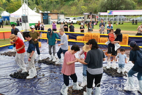 지난 18일 국내 최대의 포도 주산지 충북 영동군 영동읍 과일나라테마공원에서 ‘2025영동포도축제’가 열렸다. 사진은 관람객들이 포도밟기 이벤트에 참여하고 있는 모습. (제공: 영동군청) ⓒ천지일보 2025.09.20.