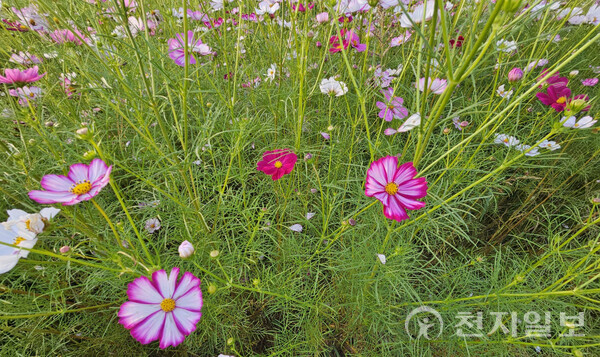 ‘봉선 홍경사지’에 조성된 코스모스 꽃밭. (제공: 천안시) ⓒ천지일보 2025.10.02.