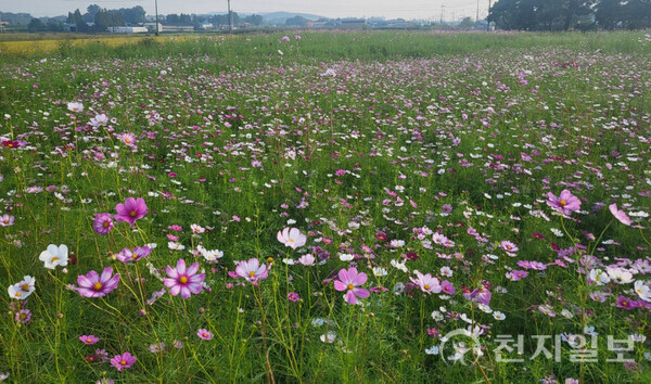 ‘봉선 홍경사지’에 조성된 코스모스 꽃밭. (제공: 천안시) ⓒ천지일보 2025.10.02.