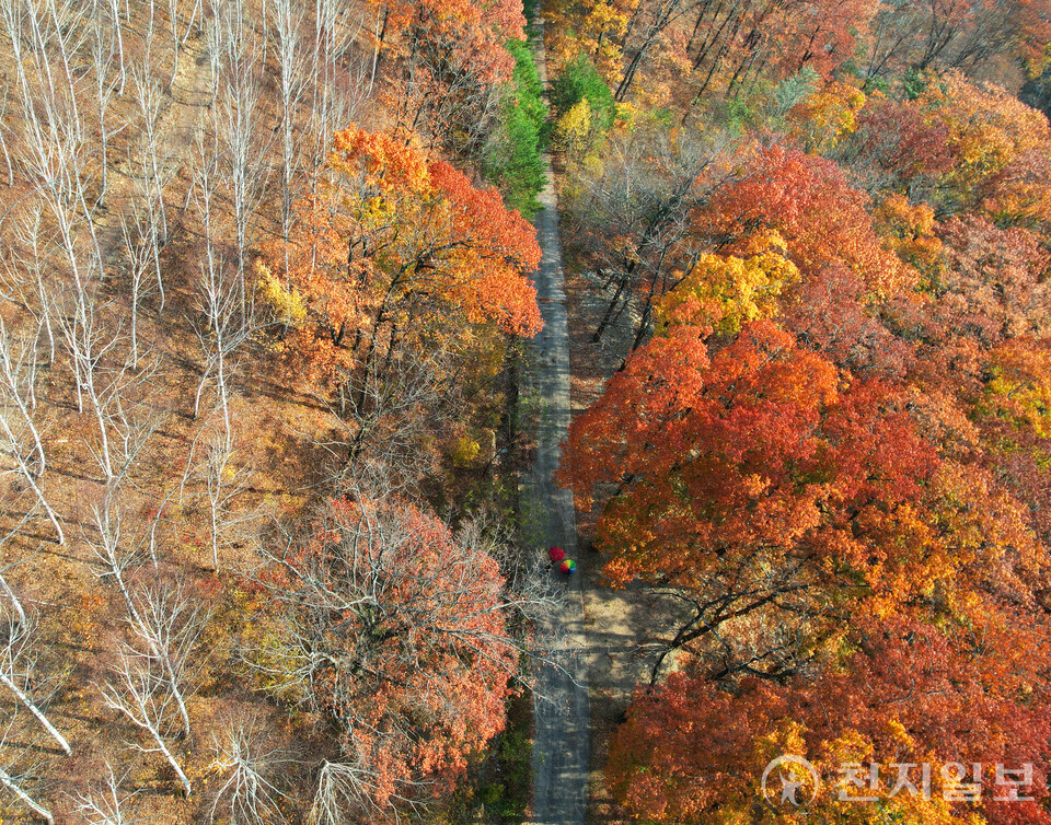 단풍. (제공: 영양군) ⓒ천지일보 2025.10.10.