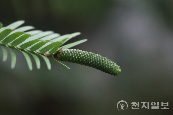 천리포수목원 희귀·멸종위기식물 전시원에서 열매를 맺은 울레미소나무 수꽃 모습. (제공: 천리포수목원) ⓒ천지일보 2025.10.16.