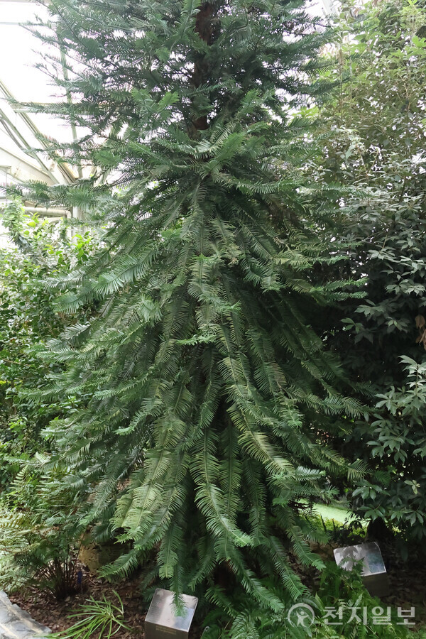 천리포수목원 희귀·멸종위기식물 전시원에서 열매를 맺은 울레미소나무 전체 모습. (제공: 천리포수목원) ⓒ천지일보 2025.10.16.