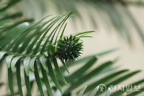 천리포수목원 희귀·멸종위기식물 전시원에서 열매를 맺은 울레미소나무의 모습. (제공: 천리포수목원) ⓒ천지일보 2025.10.16.