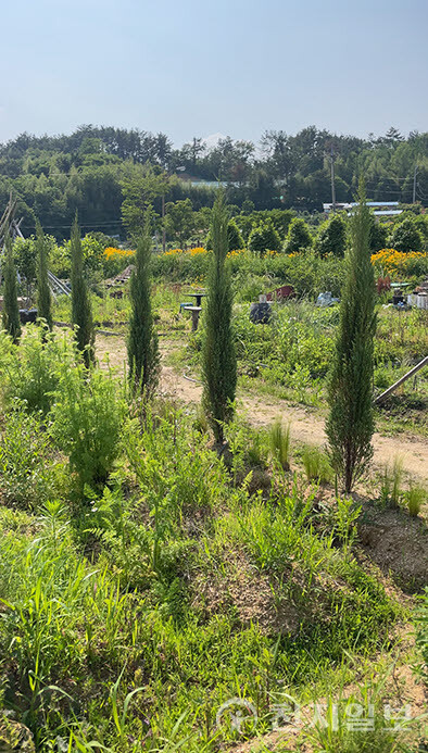 울산시 제9호 민간정원 등록 ‘소오소오’ 정원 사진. (제공: 울산시청) ⓒ천지일보 2025.10.17.