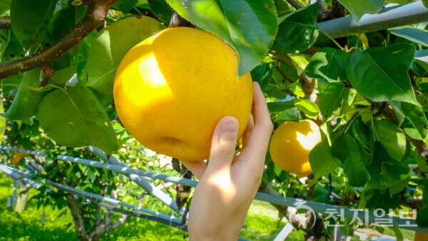 충북 영동군(군수 정영철)이 영동읍 매천리 과일나라테마공원 내 수령 100년이 넘는 ‘백년배’ 나무들이 올해도 황금빛 열매를 맺었다고 21일 밝혔다. 사진은 ‘백년배’. (제공: 영동군청) ⓒ천지일보 2025.10.21. ⓒ천지일보 2025.10.21.