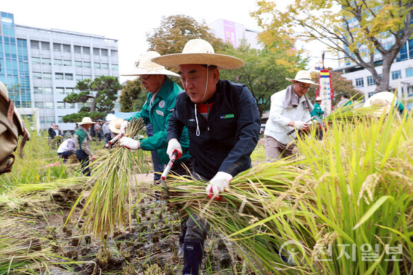 김두겸 울산시장이 21일 시청 직원과 농업인, 농협, 시민대표 등과 함께 시청 생활정원 텃논에서 재배한 청렴미를 수확하고 있다. (제공: 울산시청) ⓒ천지일보 2025.10.21.