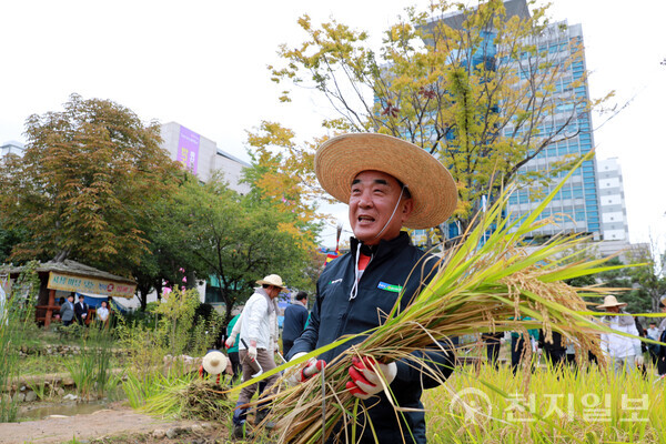 김두겸 울산시장이 21일 시청 직원과 농업인, 농협, 시민대표 등과 함께 시청 생활정원 텃논에서 재배한 청렴미를 수확하고 있다. (제공: 울산시청) ⓒ천지일보 2025.10.21.
