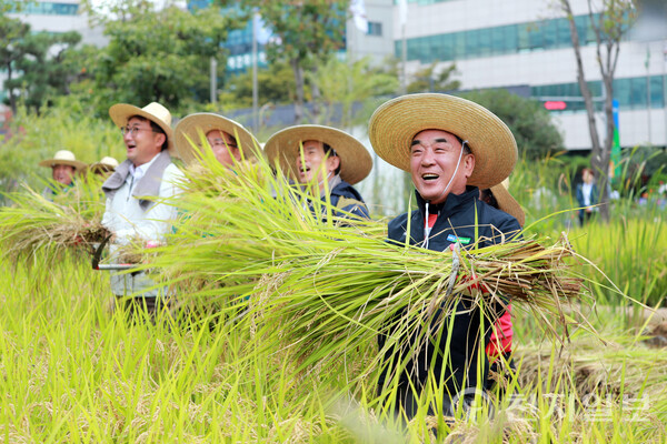 김두겸 울산시장이 21일 시청 직원과 농업인, 농협, 시민대표 등과 함께 시청 생활정원 텃논에서 재배한 청렴미를 수확하고 있다. (제공: 울산시청) ⓒ천지일보 2025.10.21.