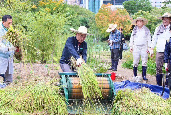 김두겸 울산시장이 21일 시청 생활정원 텃논에서 재배한 청렴미를 수확하고, 탈곡 작업을 하고 있다. (제공: 울산시청) ⓒ천지일보 2025.10.21.