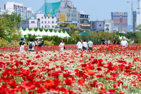 태화강국가정원 양귀비꽃. (제공: 울산시청) ⓒ천지일보 2025.10.22.