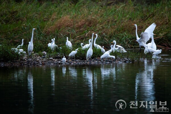 태화강변의 백로들. (제공: 울산시청) ⓒ천지일보 2025.10.22.