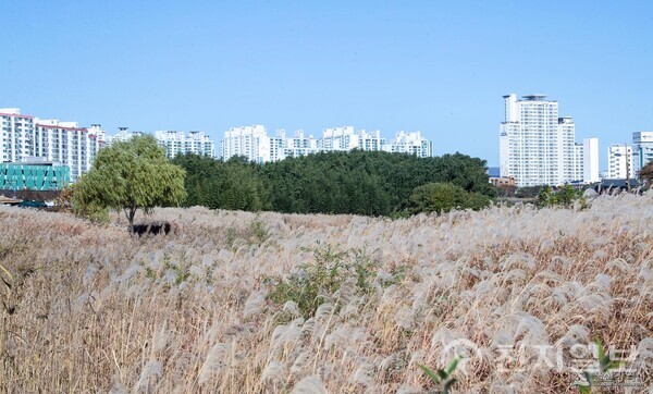 태화강국가정원의 가을. (제공: 울산시청) ⓒ천지일보 2025.10.22.