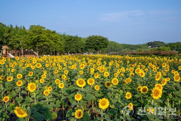 태화강국가정원 해바라기. (제공: 울산시청) ⓒ천지일보 2025.10.22.