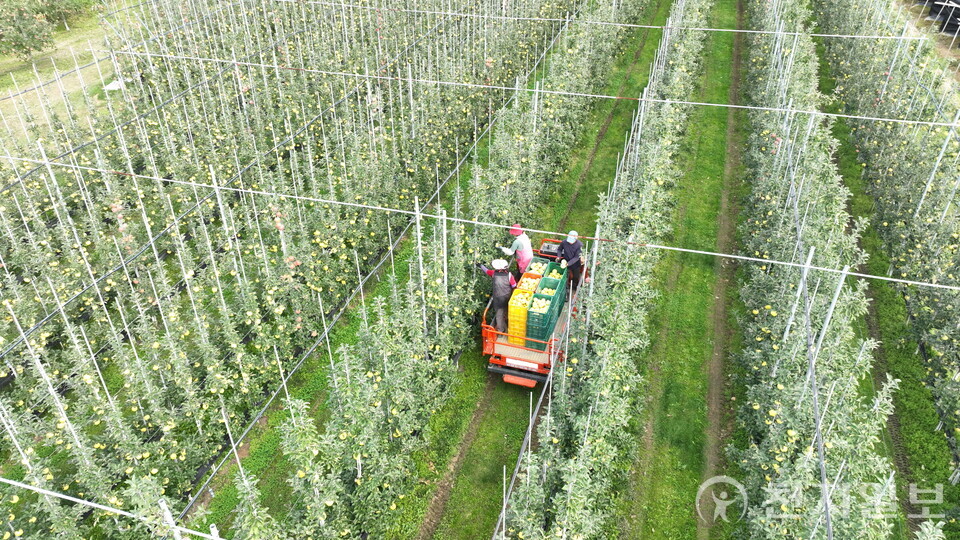청송군이 과수산업 경쟁력 강화를 위한 지원사업 신청을 접수한다. (제공: 청송군) ⓒ천지일보 2025.10.21.