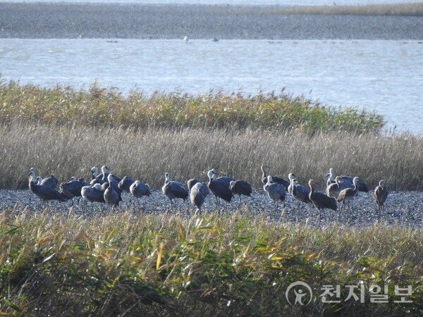 지난 22일 흑두루미 73마리가 순천만 갯벌에서 휴식을 취하고있다. (제공: 순천시청) ⓒ천지일보 2025.10.24.