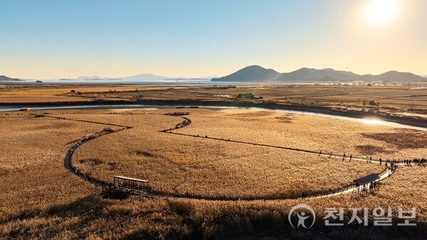 전남 순천시가  오는 11월 1일부터 9일까지 순천만습지 일원에서 ‘제26회 순천만 갈대축제’를 개최한다고 24일 밝혔다. 사진은 순천만 갈대숲 모습. (제공: 순천시청) ⓒ천지일보 2025.10.25.