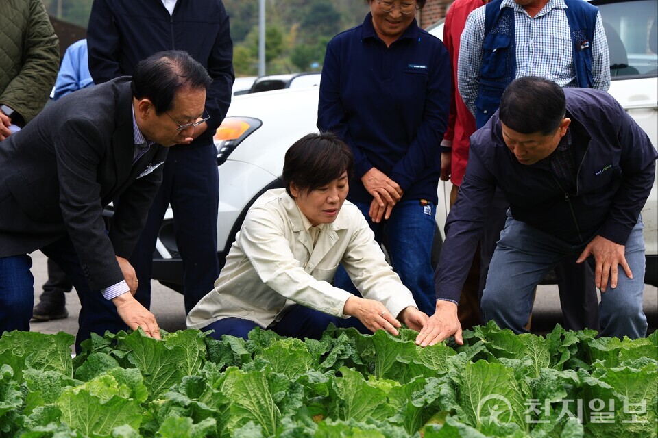 송미령 농림축산식품부 장관이 지난 26일 김장(가을)배추 주산지인 충북 괴산군에 위치한 배추 밭을 찾아 작황을 점검했다. (제공: 농식품부) ⓒ천지일보 2025.10.28.