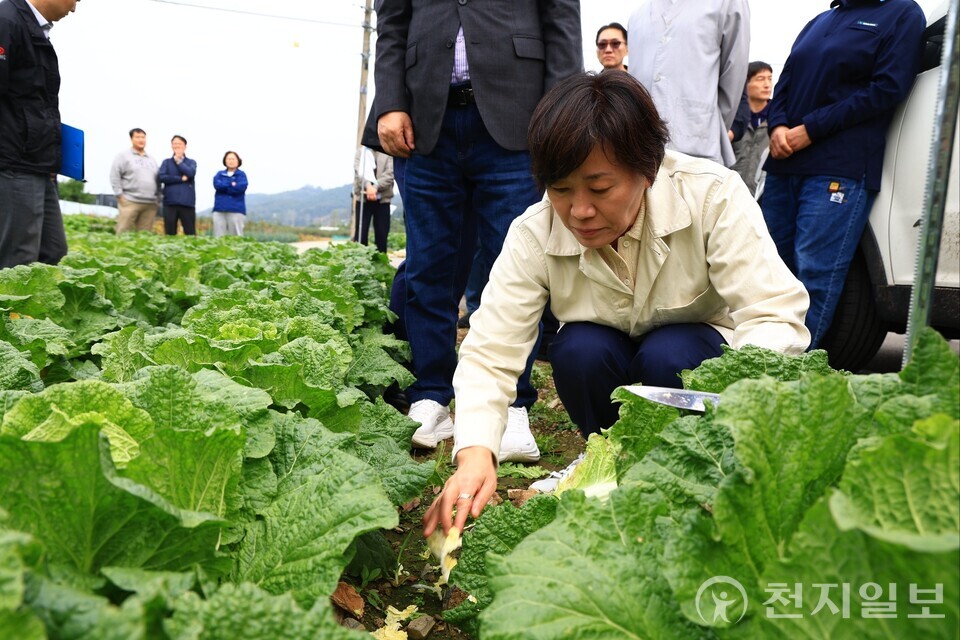 송미령 농림축산식품부 장관이 지난 26일 김장(가을)배추 주산지인 충북 괴산군에 위치한 배추 밭을 찾아 작황을 점검했다. (제공: 농식품부) ⓒ천지일보 2025.10.28.