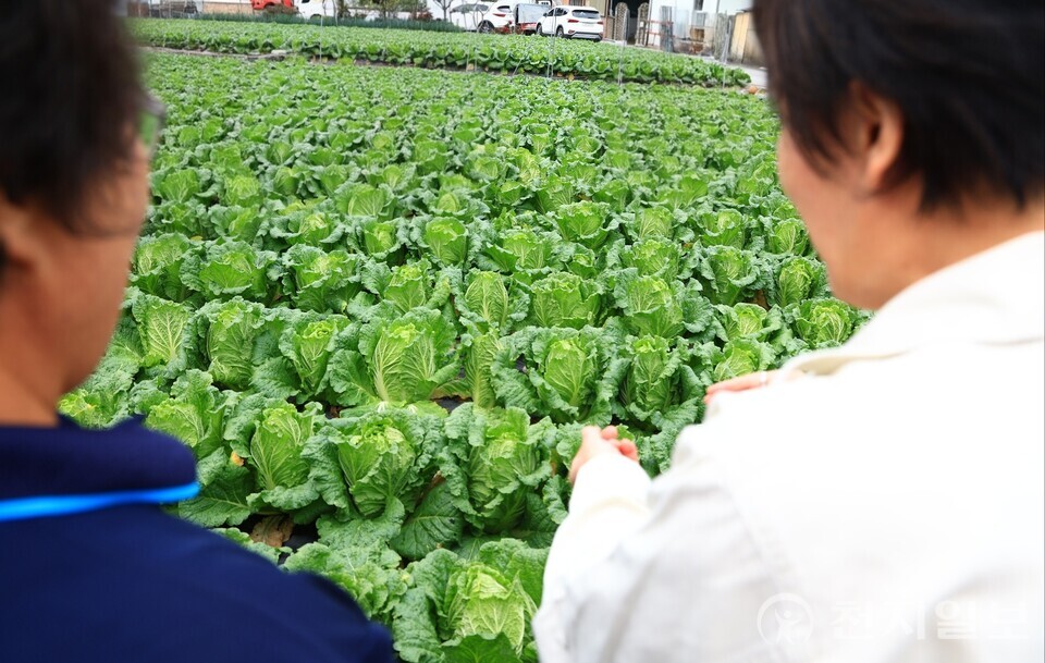 송미령 농림축산식품부 장관이 지난 26일 김장(가을)배추 주산지인 충북 괴산군에 위치한 배추 밭을 찾아 작황을 점검했다. (제공: 농식품부) ⓒ천지일보 2025.10.28.