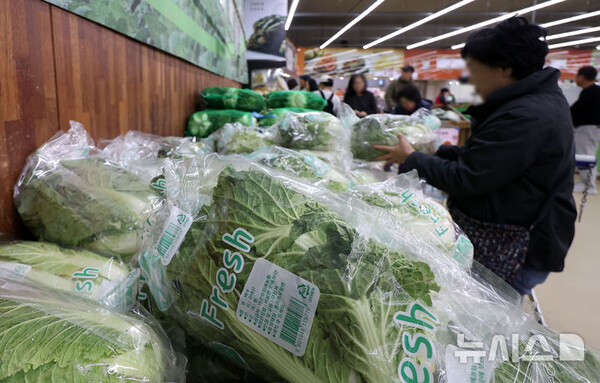 올해 배추·무 등 주요 김장재료 가격이 지난해보다 10% 줄어든 것으로 나타났다. 한국물가협회가 김장철을 앞두고 전국 주요 김장재료 가격을 조사한 결과 4인가족 기준 김장비용은 전통시장 기준 지난해보다 9.6% 하락한 37만 8860원으로 집계됐다. 대형마트 기준으로는 47만 7750원으로 작년보다 8.4% 감소한 것으로 분석됐다. 2일 서울 시내의 한 유통매장에서 배추·무 등 김장재료가 판매되고 있다. 2025.11.02. (출처: 뉴시스)