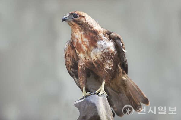 천연기념물 황조롱이. (제공: 당진시) ⓒ천지일보 2025.11.06.