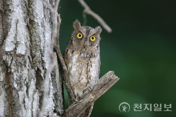 천연기념물 소쩍새. (제공: 당진시) ⓒ천지일보 2025.11.06.