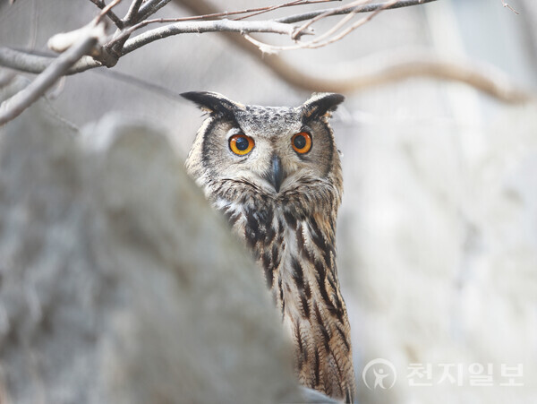 천연기념물 수리부엉이. (제공: 당진시) ⓒ천지일보 2025.11.06.