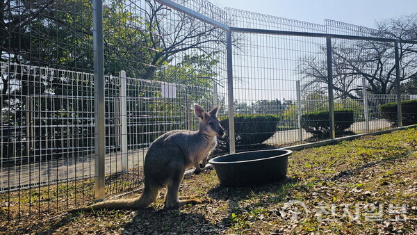 경남 진주시는 진양호동물원에 초록뺨비늘무늬 앵무새 10마리와 해오라기 5마리, 왈라루 1마리, 프레리독 2마리를 새롭게 인수했다고 10일 밝혔다. 사진은 왈라루 모습. (제공: 진주시청) ⓒ천지일보 2025.11.10.