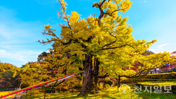 충북 영동군 영국사에 위치한 은행나무. (제공: 영동군청) ⓒ천지일보 2025.11.12.