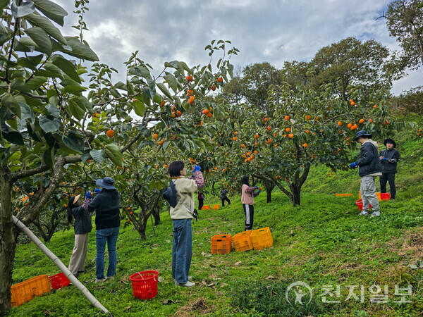 경남 진주시가 일손 확보 어려움을 겪는 농가를 위해 인력 지원에 나선다고 12일 밝혔다. 사진은 농일손돕기를 진행 중인 현장 모습. ⓒ천지일보 2025.11.12.