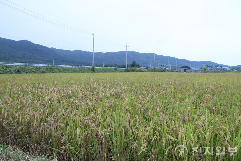 [천지일보=배다솜 기자] 정 위원장이 개척단 시절 일군 땅 위에 벼가 익어 고개 숙이고 있다. ⓒ천지일보 2025.11.13.